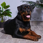 Spartiate participe au concours pour gagner de l'argent avec cette photo : animal, appenzeller, boxer, bulldog, canine, dog, dogbed, hardwood, head, hound, labradorretriever, leaf, person, pet, plant, policedog, pottedplant, puppy, snout, wood