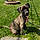 Zena