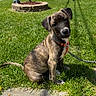 puppy, dog, brindle, grass, outdoor, sunlight, harness, leash, greenery, pet, animal, cute, sitting, head_tilt, nature, young, canine, shadow, daylight, playful