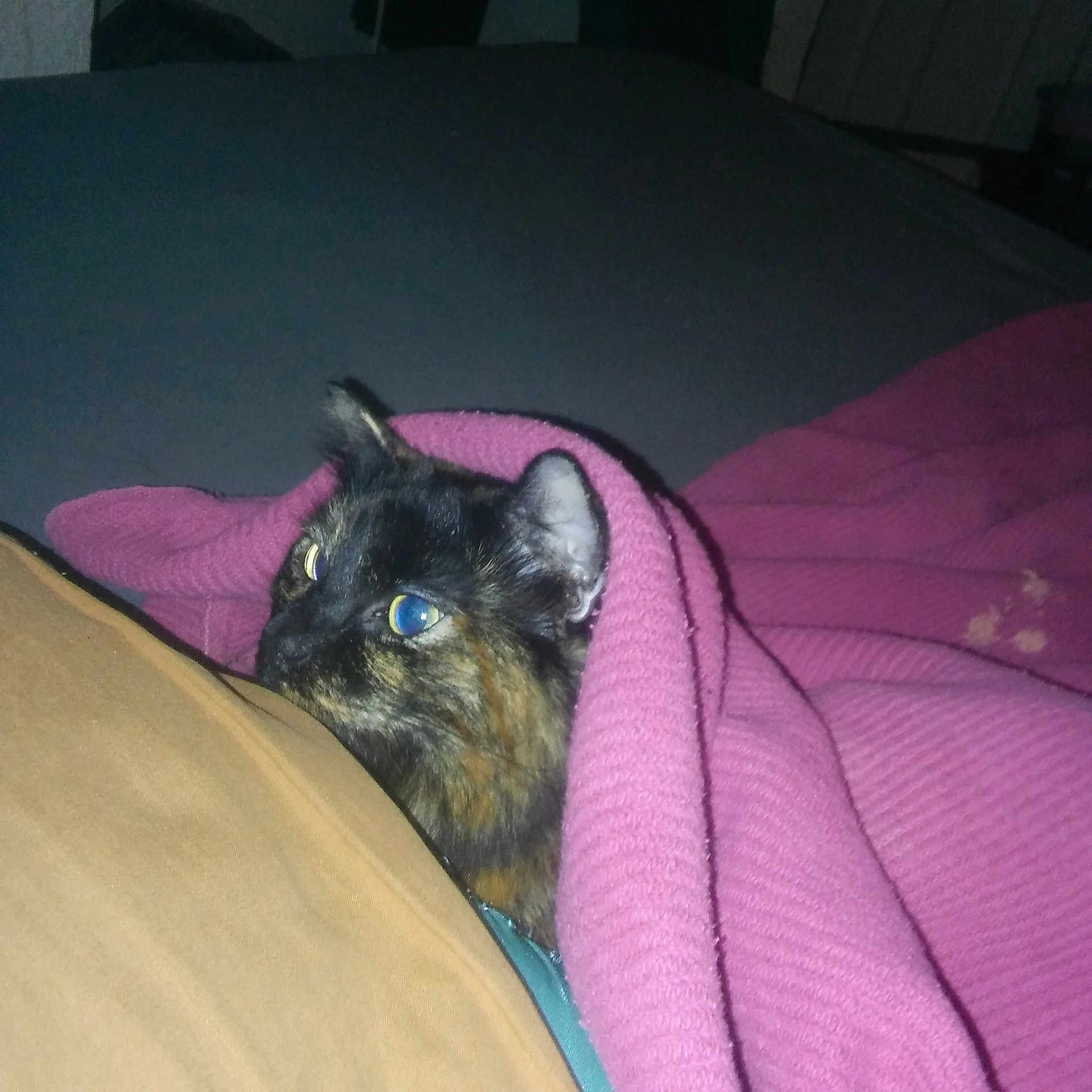 Cami Kisses joined the competition — help win amazing prizes! asian, bed, carnivore, cat, domestic_long_haired_cat, domestic_short_haired_cat, european_shorthair, felidae, fur, kitten, small_to_medium_sized_cats, tail, whiskers
