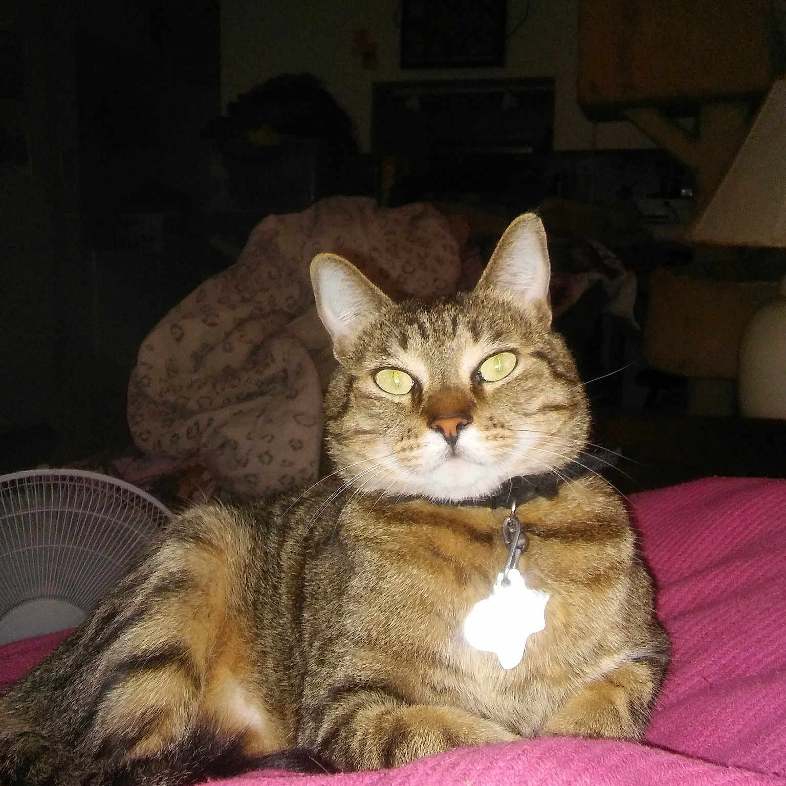 Mr.meow-gee