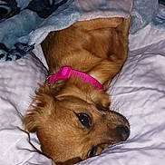 Moomoo is registered to the contest to win money with this photo: dog, pet, blanket, collar, brown_fur, resting, indoor, cozy, cute, snuggled, quilt, soft, fur, animal, sleepy, companion, closeup, relaxing, warm, domestic