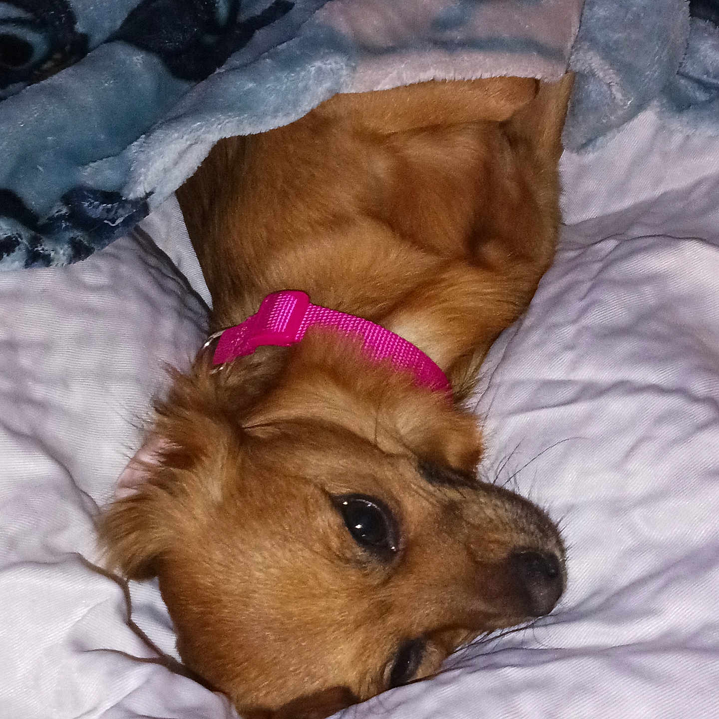 Moomoo is registered to the contest to win money with this photo: dog, pet, blanket, collar, brown_fur, resting, indoor, cozy, cute, snuggled, quilt, soft, fur, animal, sleepy, companion, closeup, relaxing, warm, domestic