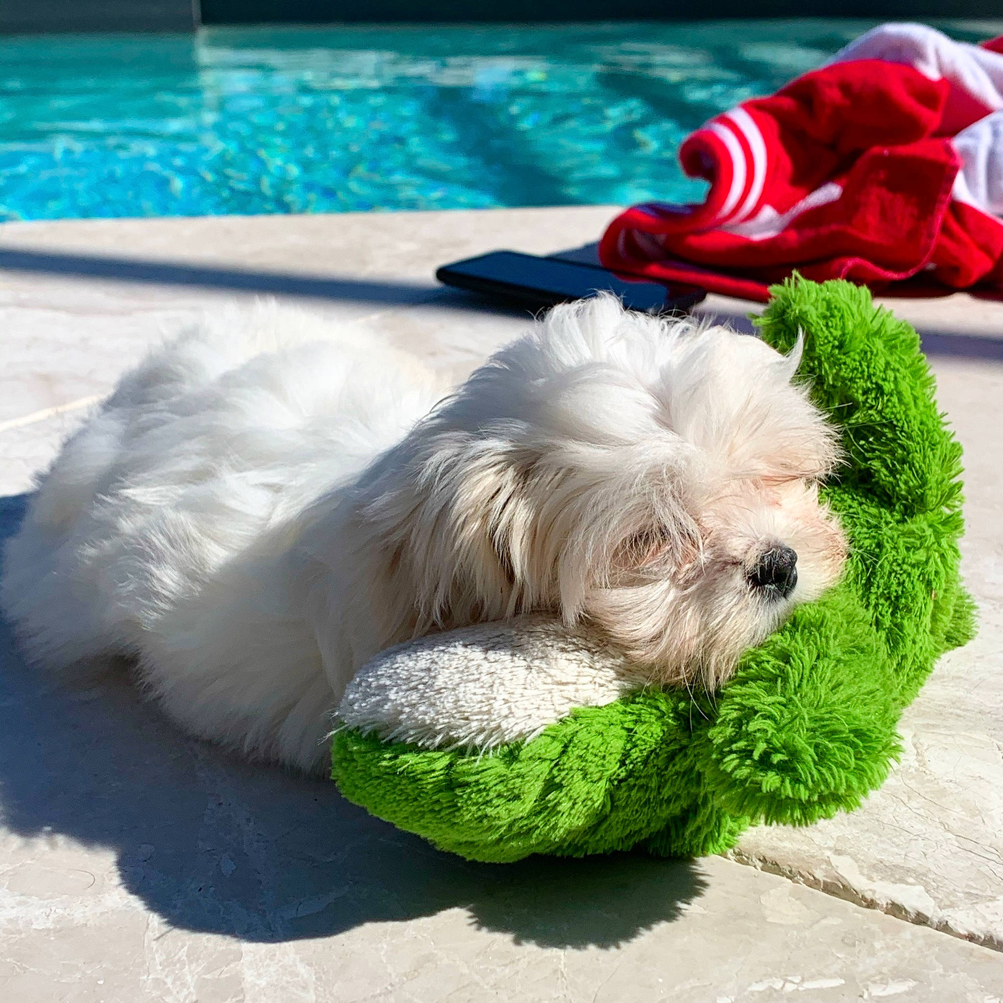 Bruce joined the competition — help win amazing prizes! blue, carnivore, collar, companion_dog, dog, dog_breed, dog_collar, dog_supply, event, fur, grass, green, pet_supply, plant, sporting_group, swimming_pool, terrier, toy_dog, water, working_animal