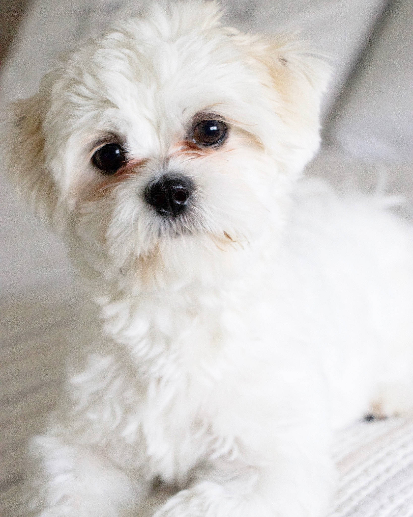 Bruce is registered to the contest to win money with this photo: canidae, carnivore, companion_dog, dog, dog_breed, eye, fur, head, mal_shi, non_sporting_group, pekapoo, shih_poo, small_terrier, snout, sporting_group, terrier, toy_dog, water_dog, whiskers, working_animal