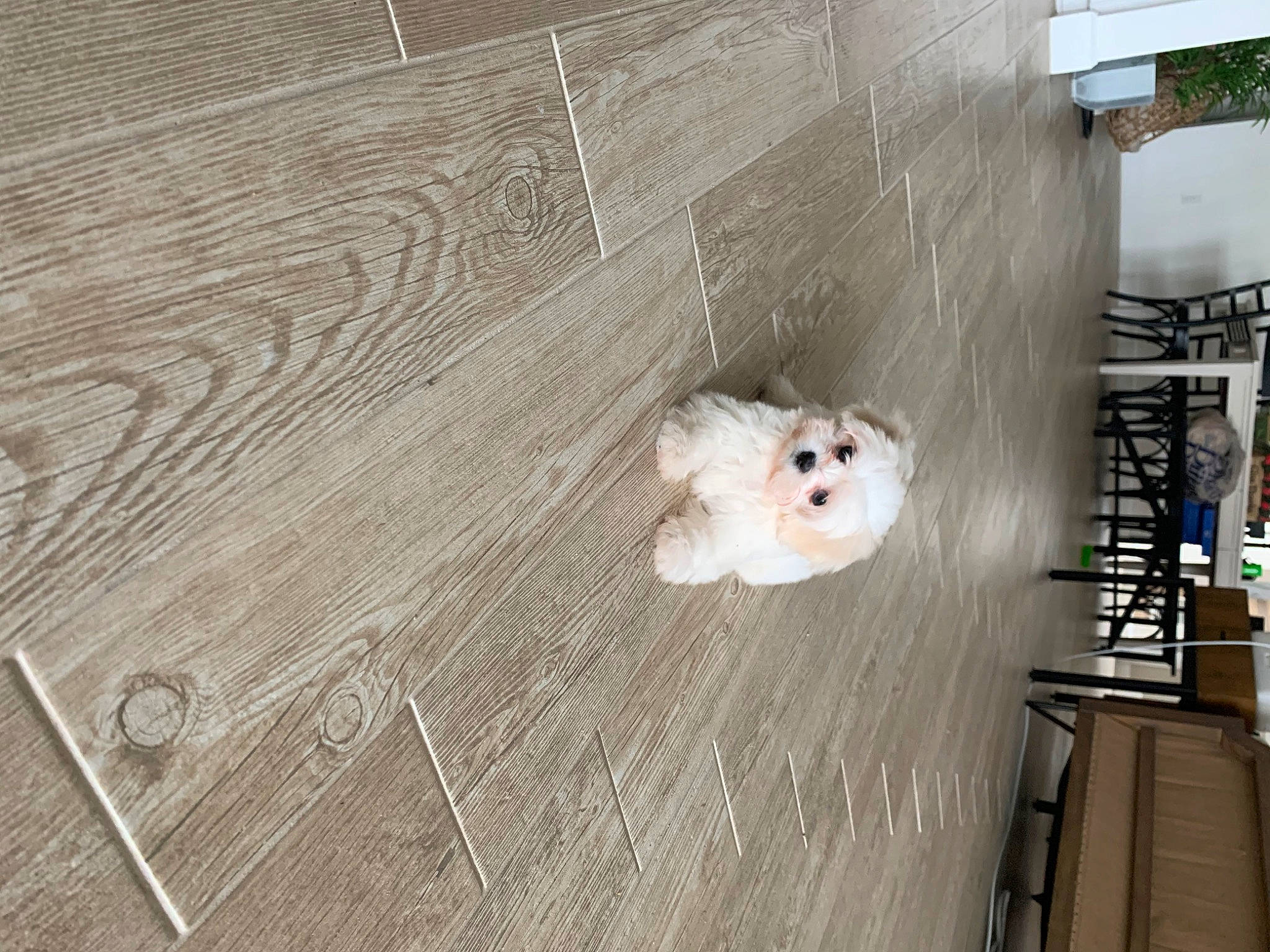 Bruce is registered to the contest to win money with this photo: canidae, carnivore, companion_dog, dog, dog_breed, fawn, floor, flooring, hardwood, mustelidae, plywood, rodent, samoyed, snout, spitz, sporting_group, tail, whiskers, wood, wood_stain