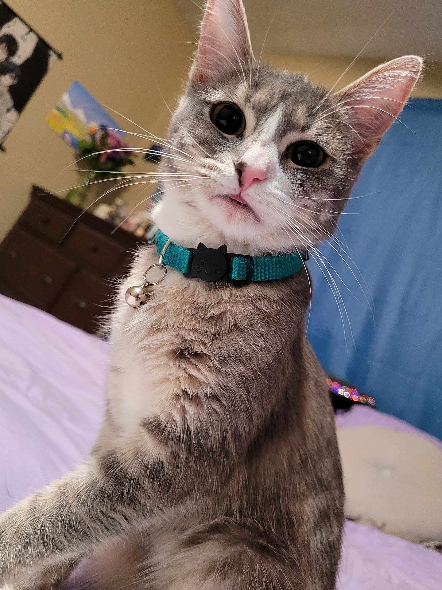 Ellie is registered to the contest to win money with this photo: cat, gray_cat, white_cat, pet, collar, bell, indoor, bed, bedroom, furniture, dresser, curtain, flower, purple_bedspread, closeup, whiskers, ears, fur, cute, animal