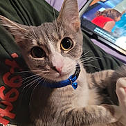 Ellie is registered to the contest to win money with this photo: cat, pet, closeup, collar, blue_collar, whiskers, indoor, tablet, screen, blurred_background, curious, gray_and_white, fur, animal, cute, wide_eyes, portrait, face, pink_nose, domestic_cat