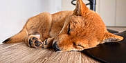 Akira participe au concours pour gagner de l'argent avec cette photo : dog, puppy, sleeping, floor, wooden_floor, indoor, pet, fur, paw, ears, nose, closeup, animal, cute, resting, cozy, relaxing, young_dog, domestic_animal, quiet