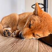 Akira a rejoint le concours — aidez-le/la à gagner de superbes lots ! dog, puppy, sleeping, floor, wooden_floor, indoor, pet, fur, paw, ears, nose, closeup, animal, cute, resting, cozy, relaxing, young_dog, domestic_animal, quiet
