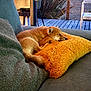 Akira participe au concours pour gagner de l'argent avec cette photo : dog, sleeping, couch, pillow, indoor, cozy, pet, resting, furniture, orange, green, wooden_deck, natural_light, relaxation, home, domestic, calm, fur, small_dog, window