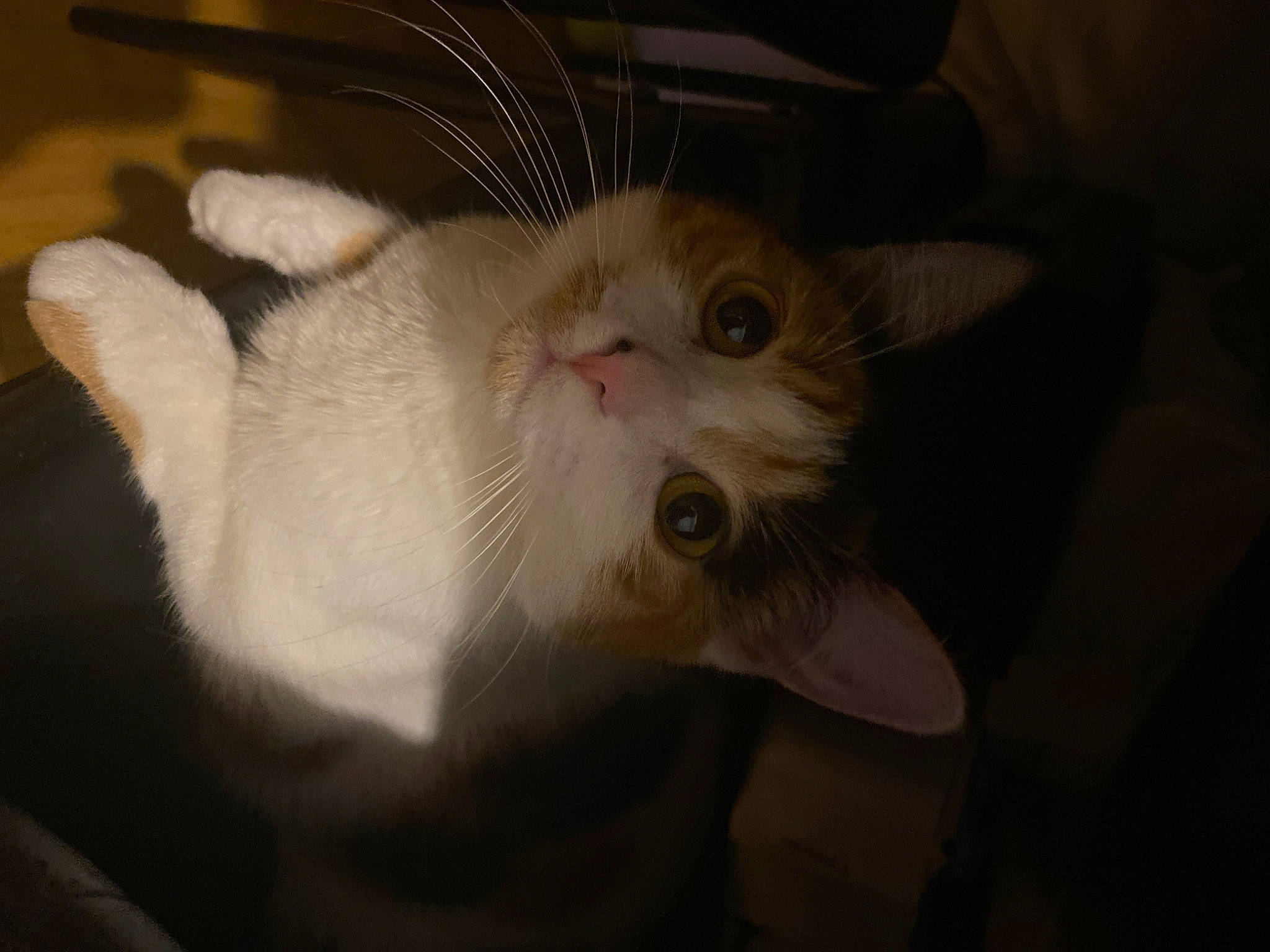 Raiponce participe au concours pour gagner de l'argent avec cette photo : carnivore, cat, claw, comfort, darkness, domestic_short_haired_cat, ear, eye, fawn, felidae, fur, paw, small_to_medium_sized_cats, snout, tail, whiskers, wood