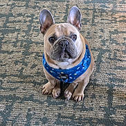 Django is registered to the contest to win money with this photo: dog, french_bulldog, pet, animal, canine, harness, blue, carpet, indoor, sitting, looking_up, ears_up, cute, small_dog, fur, paw, companion, domestic_animal, adorable, alert