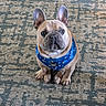 dog, french_bulldog, pet, animal, canine, harness, blue, carpet, indoor, sitting, looking_up, ears_up, cute, small_dog, fur, paw, companion, domestic_animal, adorable, alert