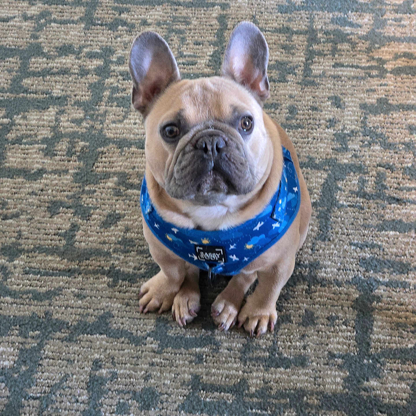 Django is registered to the contest to win money with this photo: dog, french_bulldog, pet, animal, canine, harness, blue, carpet, indoor, sitting, looking_up, ears_up, cute, small_dog, fur, paw, companion, domestic_animal, adorable, alert