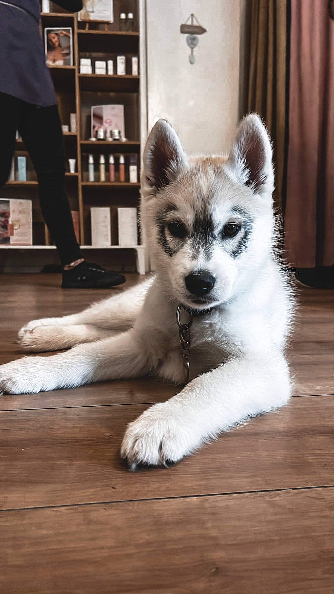 Willow participe au concours pour gagner de l'argent avec cette photo : canis, carnivore, companion_dog, curtain, dog, dog_breed, fawn, felidae, floor, flooring, fur, hardwood, leg, shelf, sitting, small_to_medium_sized_cats, tail, terrestrial_animal, whiskers, wood