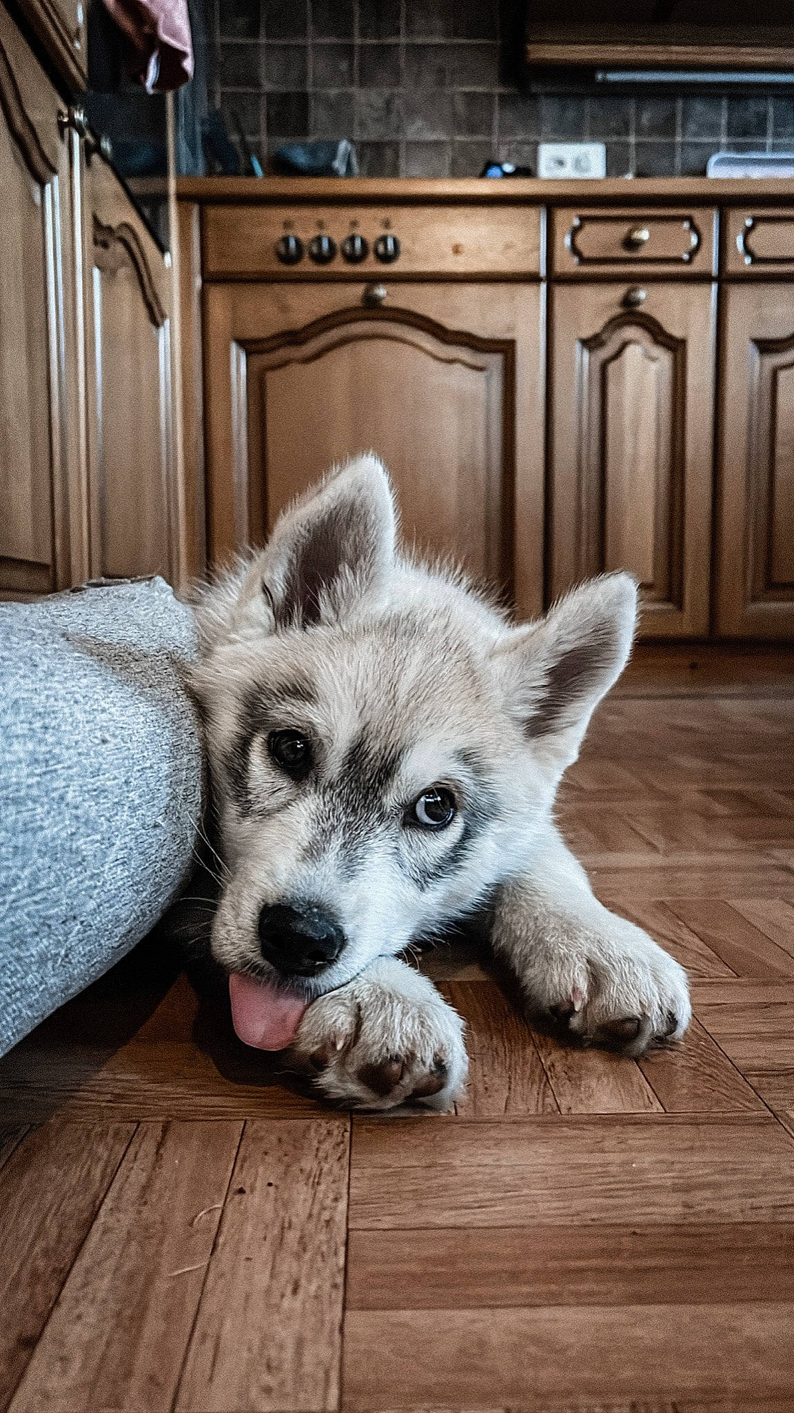 Willow a rejoint le concours — aidez-le/la à gagner de superbes lots ! cabinetry, canidae, carnivore, companion_dog, couch, dog, dog_breed, fawn, flooring, fur, grey, hardwood, paw, snout, sporting_group, terrestrial_animal, whiskers, wildlife, wood, working_animal