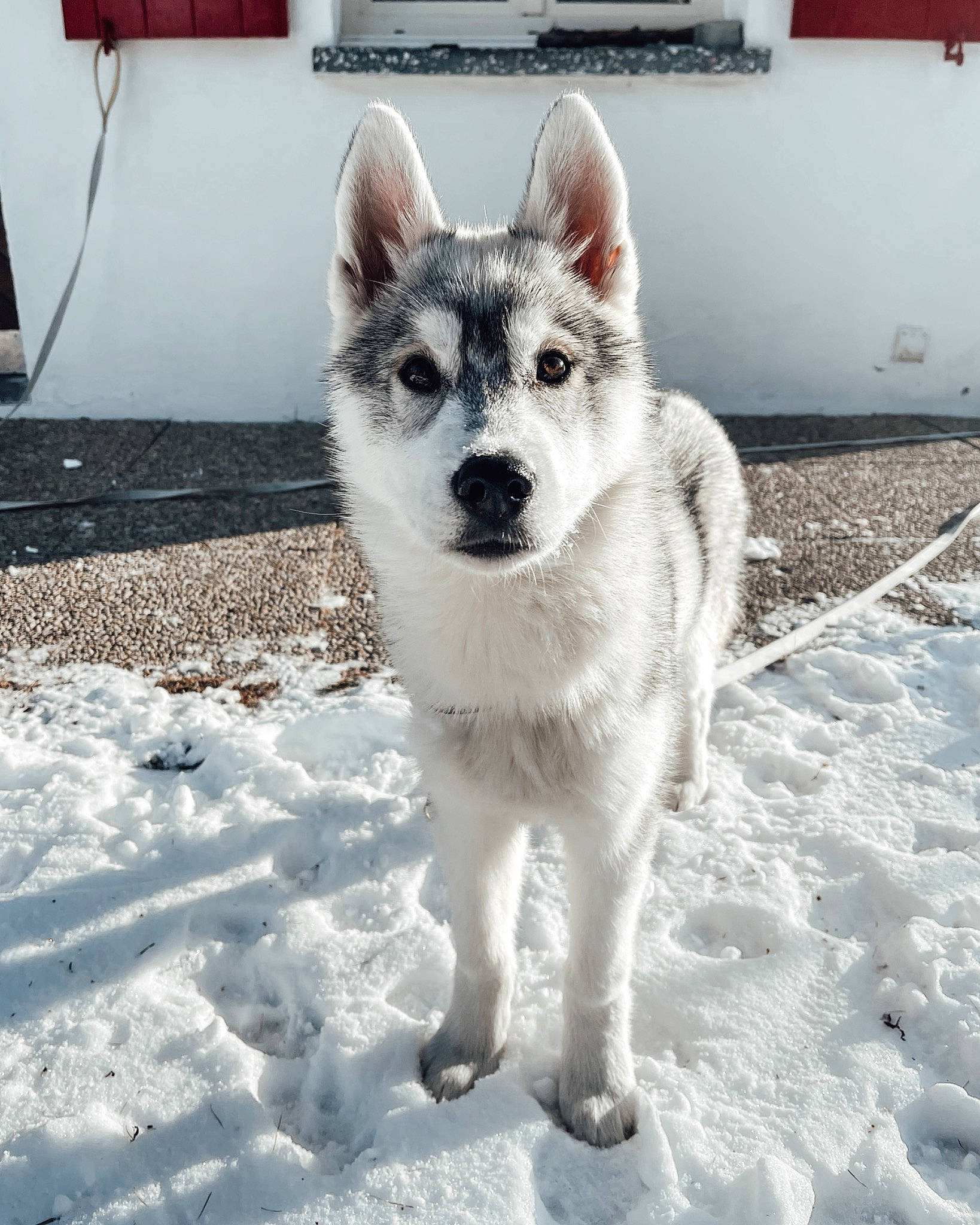 Willow a rejoint le concours — aidez-le/la à gagner de superbes lots ! ancient_dog_breeds, canidae, canis, carnivore, companion_dog, dog, dog_breed, dog_supply, freezing, fur, sled_dog, snout, snow, sporting_group, terrestrial_animal, wildlife, winter, wolf, working_animal, working_dog