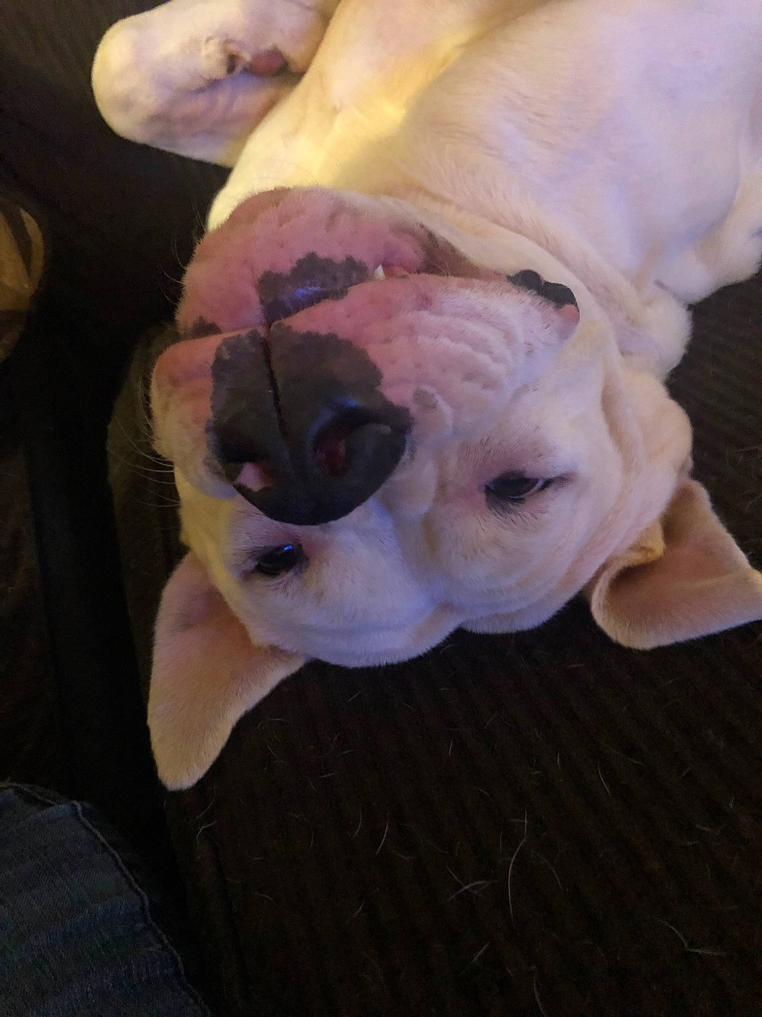 Toxic is registered to the contest to win money with this photo: american_bulldog, australian_bulldog, bulldog, canidae, carnivore, companion_dog, dog, dog_breed, dogo_argentino, fawn, french_bulldog, non_sporting_group, old_english_bulldog, olde_english_bulldogge, puppy, snout, toy_bulldog, valley_bulldog, white_english_bulldog