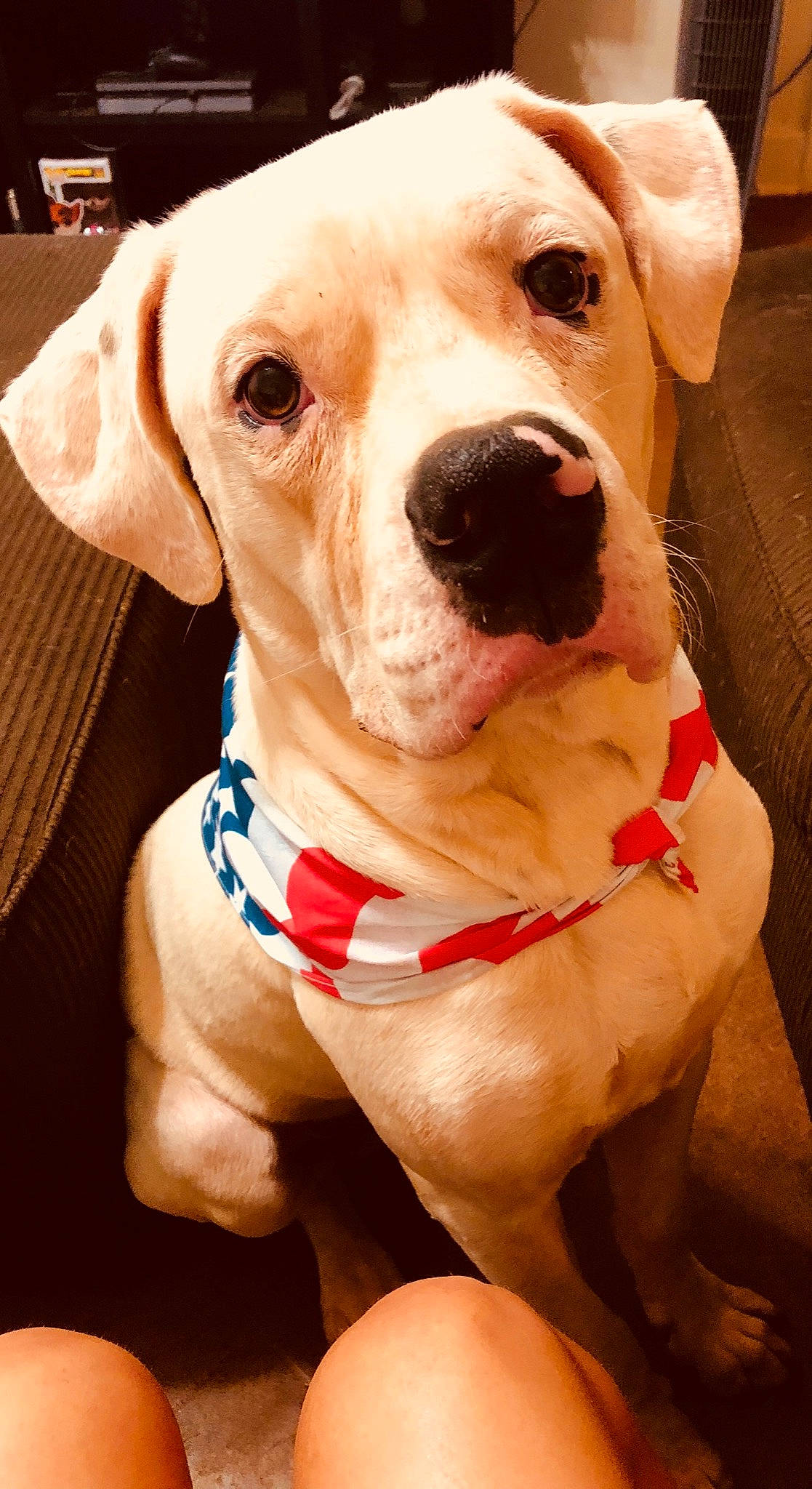 Toxic joined the competition — help win amazing prizes! american_bulldog, american_pit_bull_terrier, ancient_dog_breeds, canidae, carnivore, companion_dog, dog, dog_breed, dog_collar, fawn, mammal, non_sporting_group, pit_bull, puppy, puppy_love, rare_breed_dog, snout, sporting_group, valley_bulldog, vertebrate