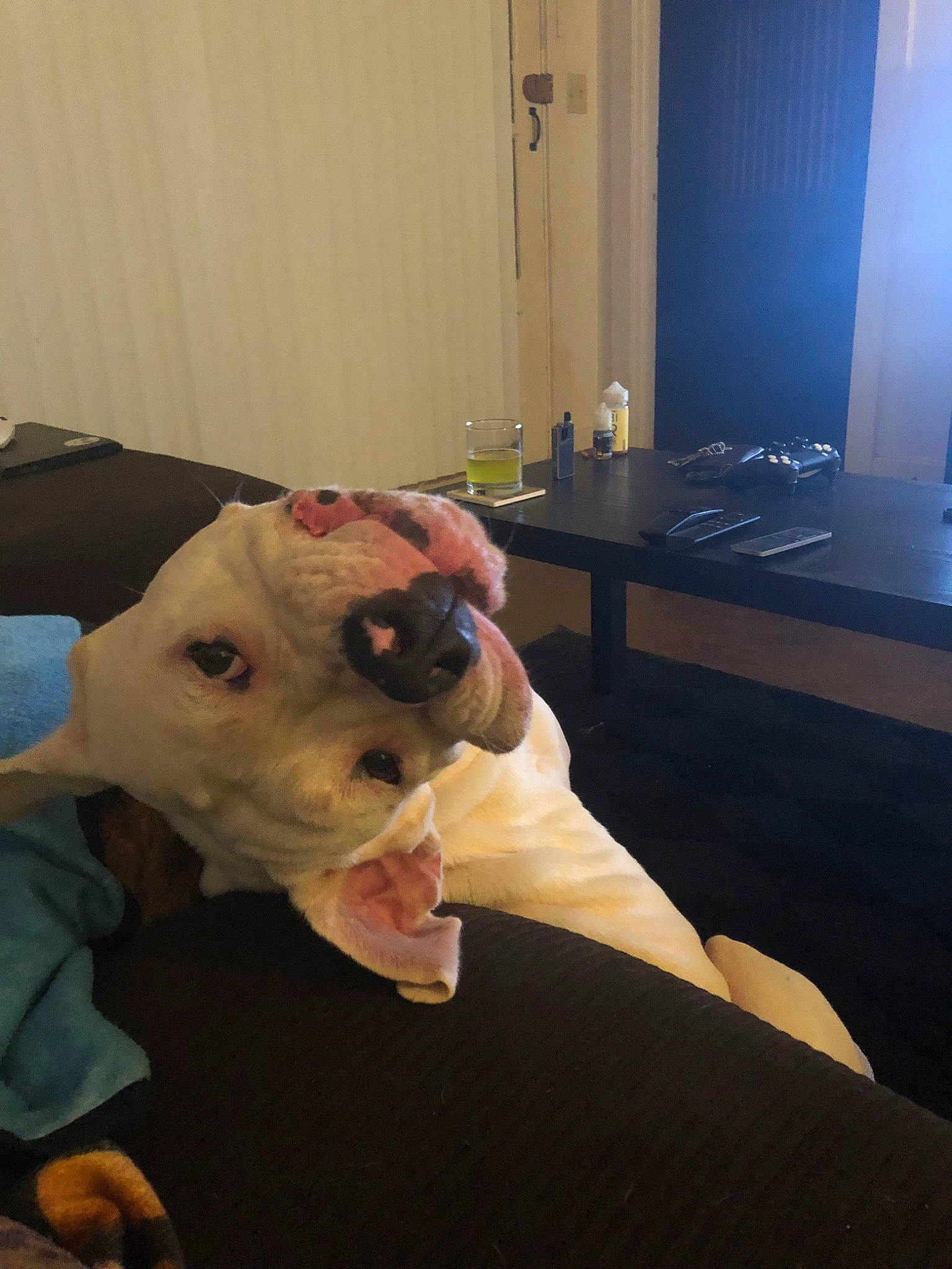 Toxic joined the competition — help win amazing prizes! american_bulldog, american_pit_bull_terrier, bulldog, canidae, carnivore, dog, dog_breed, ear, fawn, mammal, non_sporting_group, old_english_bulldog, olde_english_bulldogge, pit_bull, snout, sporting_group, toy_bulldog, valley_bulldog, vertebrate, white_english_bulldog