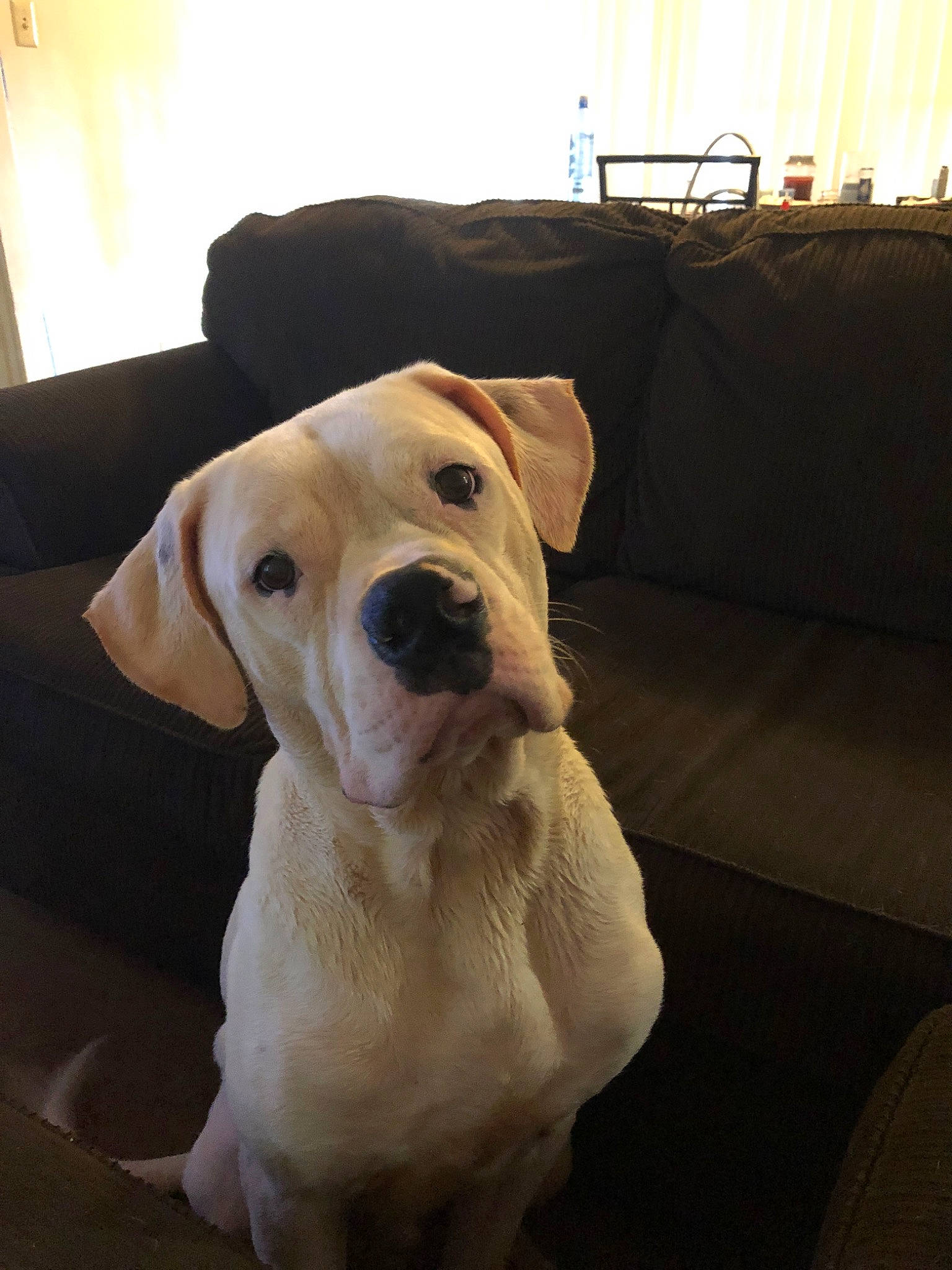 Toxic is registered to the contest to win money with this photo: beagador, canidae, carnivore, companion_dog, dog, dog_breed, ear, fawn, fur, labrador_retriever, mammal, non_sporting_group, nose, puppy, puppy_love, rare_breed_dog, retriever, snout, sporting_group, vertebrate