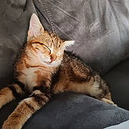 Titi a rejoint le concours — aidez-le/la à gagner de superbes lots ! kitten, cat, sleeping, tabby, pet, feline, cozy, couch, indoor, resting, fur, whiskers, cute, animal, domestic, young, relaxed, soft, comfort, nap