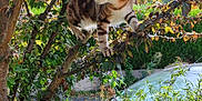 Titi participe au concours pour gagner de l'argent avec cette photo : cat, tree, branches, leaves, greenery, outdoor, nature, animal, tabby_cat, feline, sunlight, garden, bushes, car, plant, pet, wildlife, daylight, branch, curious