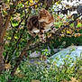 cat, tree, branches, leaves, greenery, outdoor, nature, animal, tabby_cat, feline, sunlight, garden, bushes, car, plant, pet, wildlife, daylight, branch, curious