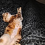 Titi participe au concours pour gagner de l'argent avec cette photo : cat, tabby, sleeping, bed, blanket, indoor, cozy, resting, fur, patterned, relaxed, pet, animal, whiskers, cute, domestic, comfort, feline, paws, nap