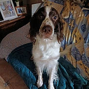 Nemo participe au concours pour gagner de l'argent avec cette photo : dog, springer_spaniel, pet, portrait, indoor, blanket, couch, pillow, plush_toy, photo_frame, fur, floor_tile, eyes, nose, whiskers, sitting, looking_at_camera, brown_and_white, living_room, home