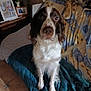 dog, springer_spaniel, pet, portrait, indoor, blanket, couch, pillow, plush_toy, photo_frame, fur, floor_tile, eyes, nose, whiskers, sitting, looking_at_camera, brown_and_white, living_room, home