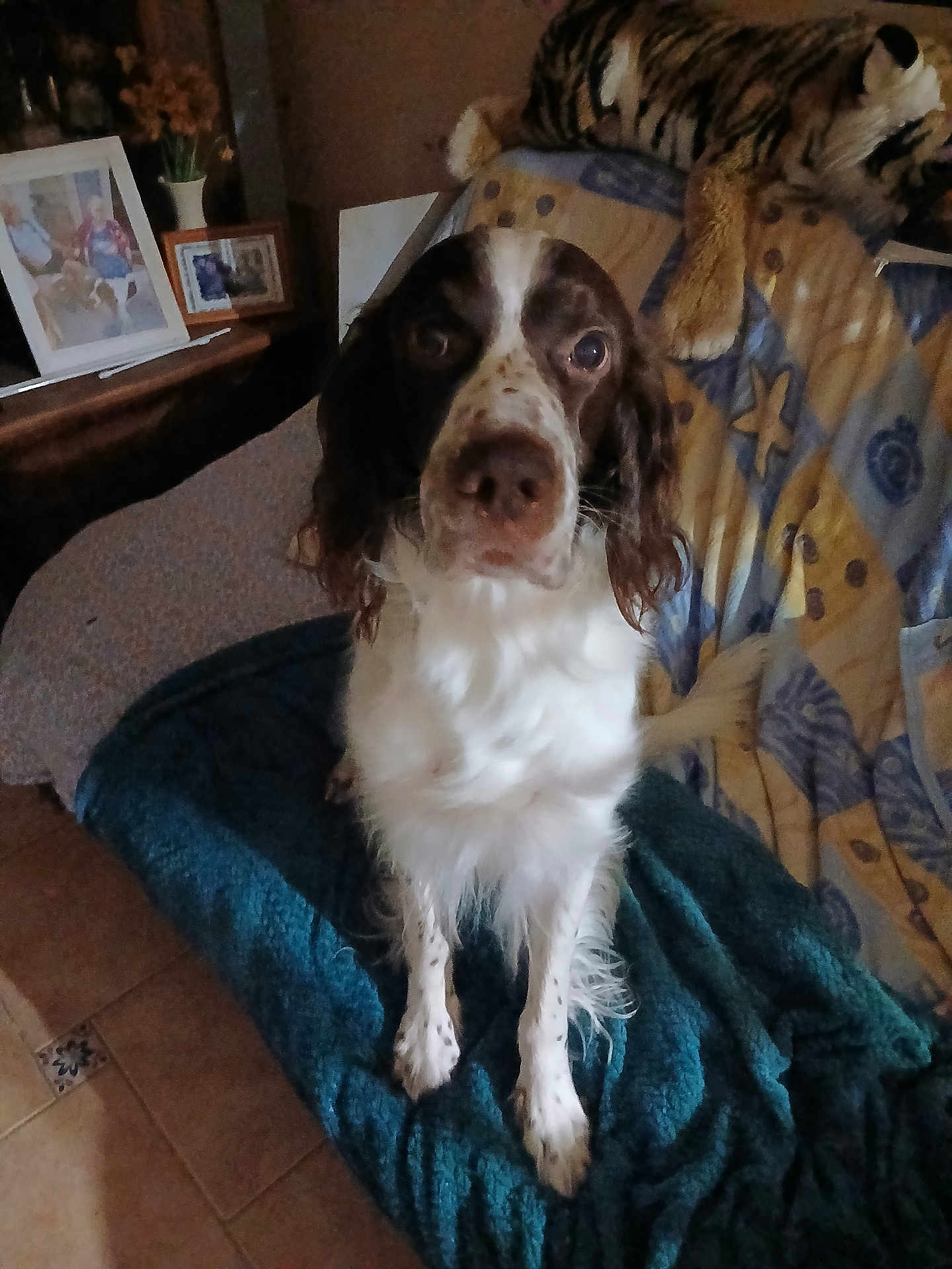Nemo participe au concours pour gagner de l'argent avec cette photo : dog, springer_spaniel, pet, portrait, indoor, blanket, couch, pillow, plush_toy, photo_frame, fur, floor_tile, eyes, nose, whiskers, sitting, looking_at_camera, brown_and_white, living_room, home