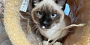 Fenryr participe au concours pour gagner de l'argent avec cette photo : black_mask, blue_eyes, cat, close_up, curious, fabric_tag, fur, indoor, kitten, paw, pet_toy, plush, portrait, siamese_cat, sitting, tattooed_arm, tunnel, whiskers, white_paws, wood_floor