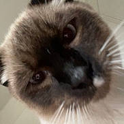 Fenryr a rejoint le concours — aidez-le/la à gagner de superbes lots ! blurry, cat, ceiling, close_up, curious, cute, dark_eyes, domestic_animal, ears, face, feline, fur, indoor, mammal, nose, pet, playful, portrait, siamese, whiskers