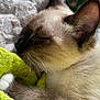Fenryr participe au concours pour gagner de l'argent avec cette photo : bedding, blanket, cat, close_up, cozy, ear, fur, green_blanket, indoor, muzzle, nap, nose, paw, pet, portrait, relaxing, siamese_cat, sleeping, soft_texture, whiskers