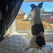 Moose joined the competition — help win amazing prizes! dog, black_and_white, window, curtain, quilt, indoor, animal, pet, sunlight, rural, tractor, bus, car, back_view, sitting, quiet, daytime, house, looking_out, cozy