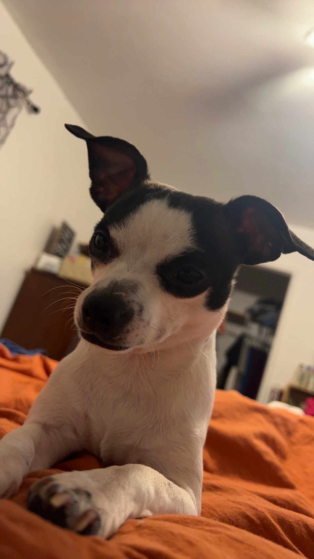 Moose is registered to the contest to win money with this photo: dog, pet, animal, black_and_white, fur, bed, blanket, indoor, cute, curious, ears, paw, close_up, portrait, canine, domestic_animal, relaxed, resting, cozy, room