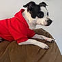 dog, black_and_white, hoodie, red_clothing, pet, indoor, cushion, brown, wall, thermostat, remote_control, animal, small_dog, alert, side_view, sitting, fur, paw, cute, companion