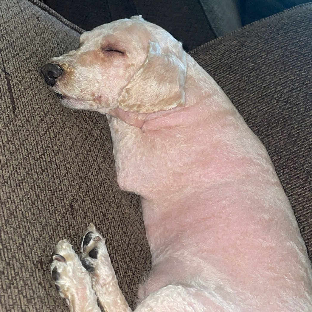 Teddy joined the competition — help win amazing prizes! animal, canine, closeup, comfort, companion, couch, cozy, curled_up, dog, fur, home, indoors, napping, paw, pet, relaxed, resting, shaved, sleeping, snout