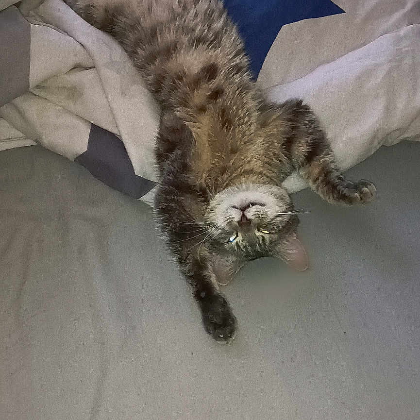 Orion participe au concours pour gagner de l'argent avec cette photo : abyssinian, animal, bed, bedroom, blanket, cat, couch, cushion, furniture, homedecor, indoors, kitten, linen, manx, person, pet, plywood, room, sleeping, wood