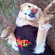 Kona is registered to the contest to win money with this photo: dog, golden_retriever, grass, black_shirt, paw, lying_down, playful, outdoor, fur, pet, canine, animal, muzzle, ears, nose, relaxed, nature, shirt, casual, resting
