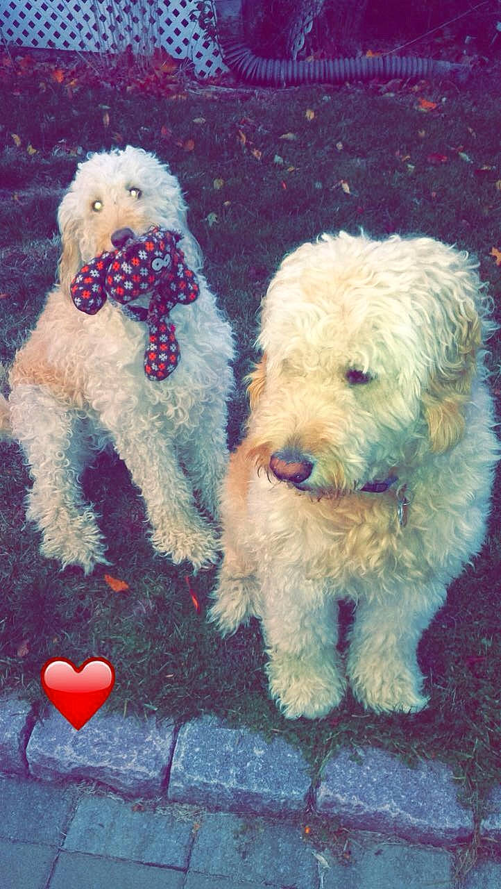 Chelsea joined the competition — help win amazing prizes! art, canidae, carnivore, cloud, companion_dog, creative_arts, dog, dog_breed, dog_collar, dog_supply, fur, labradoodle, meteorological_phenomenon, poodle, small_terrier, sporting_group, sunglasses, terrier, toy_dog, water_dog