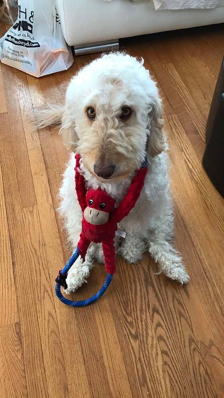 Chelsea joined the competition — help win amazing prizes! canidae, carnivore, collar, companion_dog, dog, dog_breed, dog_collar, dog_supply, flooring, hardwood, pet_supply, poodle, snout, sporting_group, terrier, toy_dog, water_dog, wood, wood_stain, working_animal