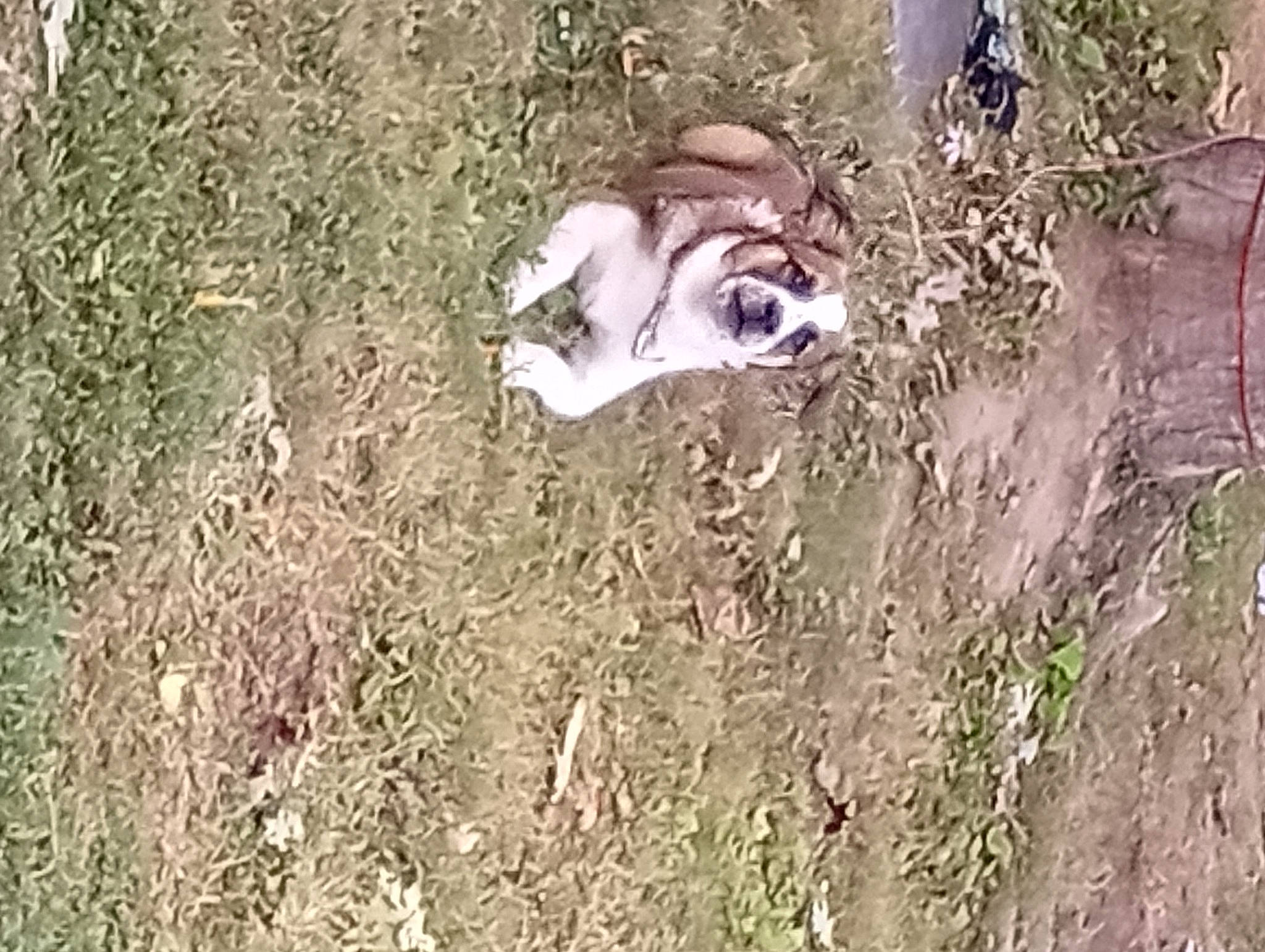 Miley Mae is registered to the contest to win money with this photo: art, canidae, carnivore, companion_dog, dog, dog_breed, fawn, grass, plant, recreation, shrubland, snout, soil, sporting_group, tail, terrestrial_animal, tree, wildlife, wood, working_animal