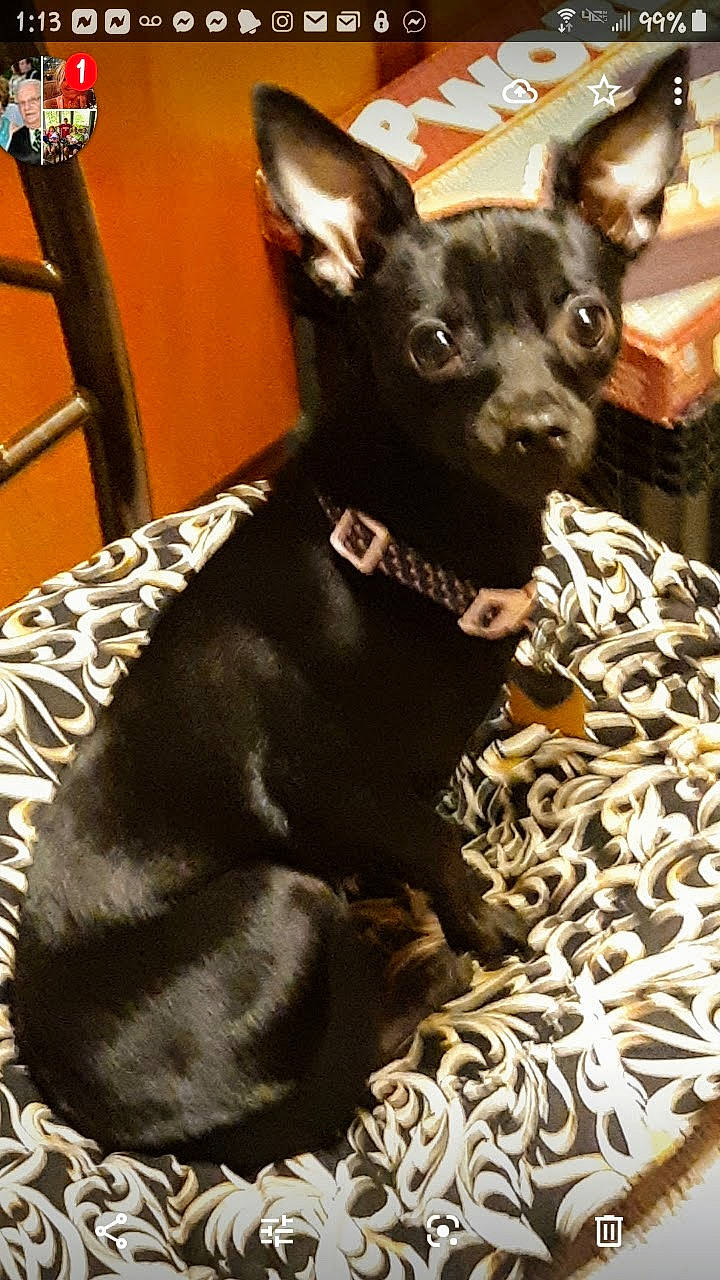 Penny Lane Harding joined the competition — help win amazing prizes! canidae, carnivore, collar, companion_dog, dog, dog_breed, dog_collar, ear, fawn, fur, guard_dog, non_sporting_group, prazsky_krysarik, russkiy_toy, snout, sporting_group, toy_dog, whiskers, working_animal, working_dog