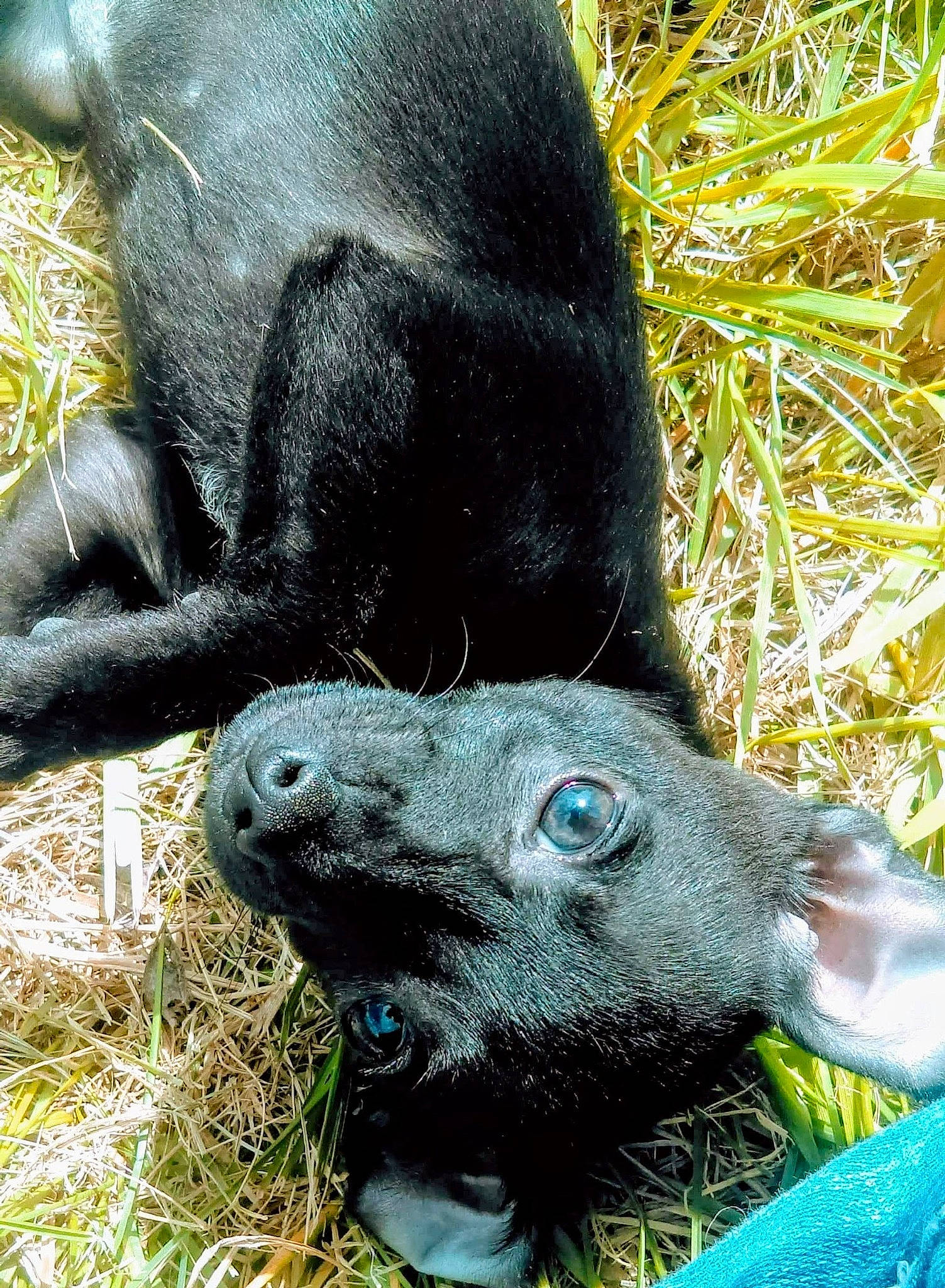 Penny Lane Harding is registered to the contest to win money with this photo: art, canidae, carnivore, common_chimpanzee, dog_breed, electric_blue, fur, grass, mammal, natural_material, organism, sculpture, snout, sporting_group, terrestrial_animal, wildlife, working_animal, zoo