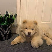 Kuma joined the competition — help win amazing prizes! dog, fluffy, indoor, carpet, vase, black_roses, flower_arrangement, door, pet, animal, fur, cute, relaxed, home, decor, paws, face, portrait, lying_down, light