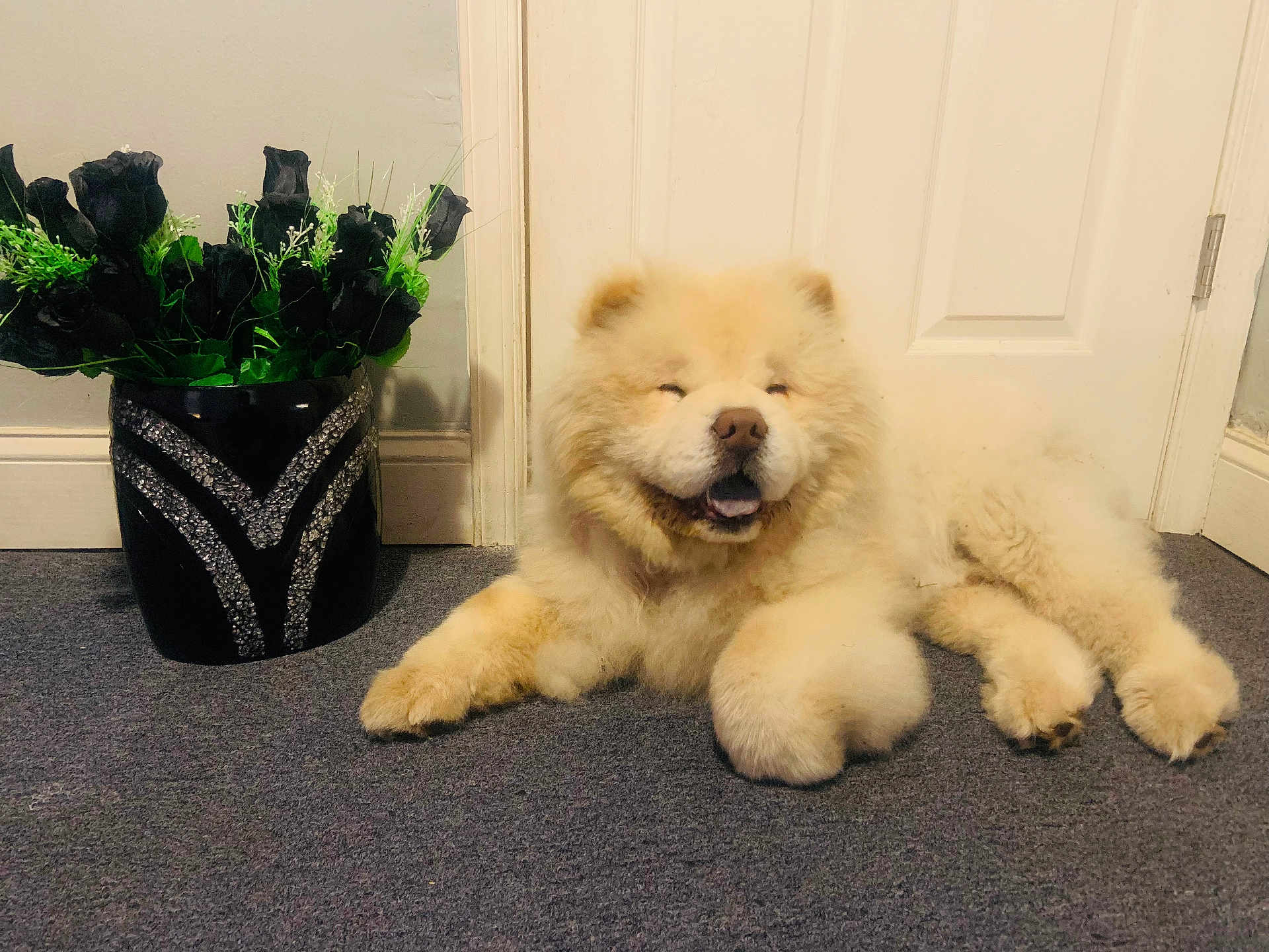 Kuma is registered to the contest to win money with this photo: dog, fluffy, indoor, carpet, vase, flowers, black_roses, white_door, pet, relaxed, happy, fur, paws, mouth_open, smiling, home_interior, decor, plant, animal, cute