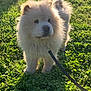 Kuma joined the competition — help win amazing prizes! dog, puppy, chow_chow, fluffy, leash, grass, clover, outdoor, sunlight, pet, cute, animal, nature, young, mammal, walking, fur, park, daylight, curious